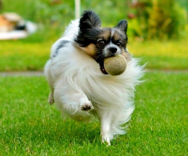 Papillon loves to have fun, run and play. He needs to be walked twice a day for 20-30 minutes.
