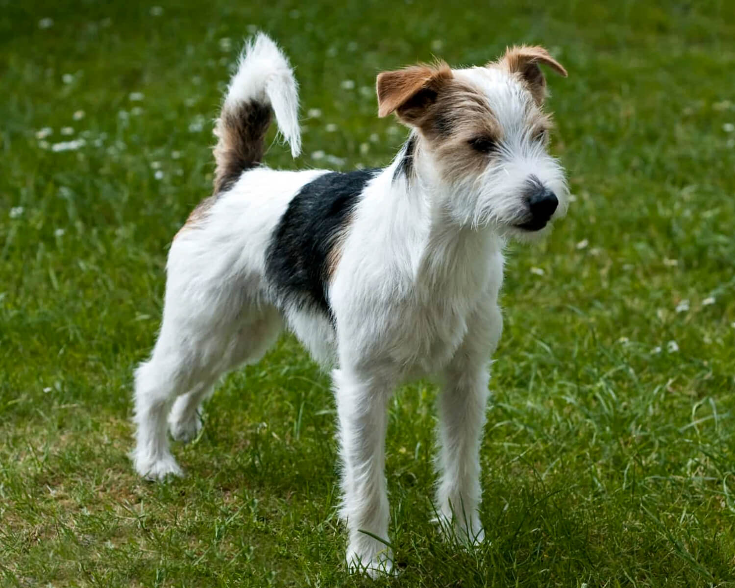 Parson Russell Terrier dog breed