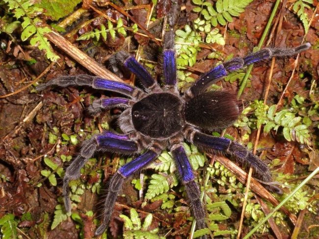 A scary and terrible monster or a cute furry pet? For some, a tarantula spider has become a favorite inhabitant of a personal terrarium. Some of the largest in the world, these insects can be incredibly beautiful and wildly charming.
