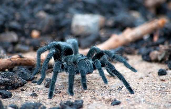 A tarantula spider can live at home. For this, he needs a special terrarium.