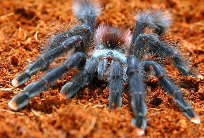 The tarantulas have many colors, from deep brown and black and white to bright blue, red-black and orange. In front, if you look closely, you can see the eyes and mouth organs