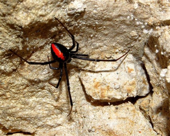 The Black Widow is an unusual spider, known for its unique appearance and cannibalism. It is considered the most poisonous spider in North America. However, its bite rarely kills people.