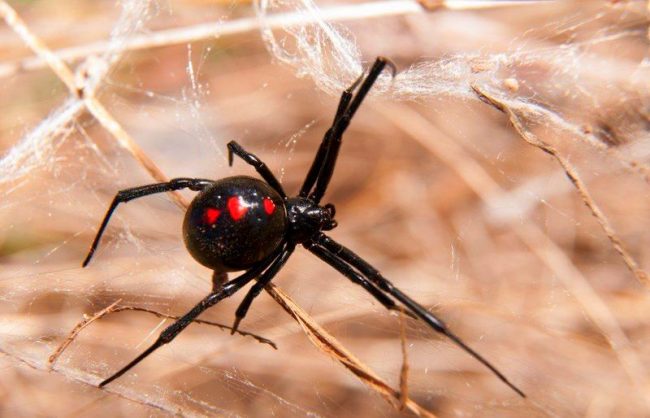 An important characteristic of a black widow is his shaggy crest paws. A series of strong, curved bristles are located on the back pair of legs and are used to stretch a web over captured prey.