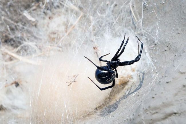 Their web, as you know, is stronger than silk. The black widow does not weave a beautiful cobweb, instead she makes thick canvases and catches bugs, flies, grasshoppers, butterflies and other spiders in them