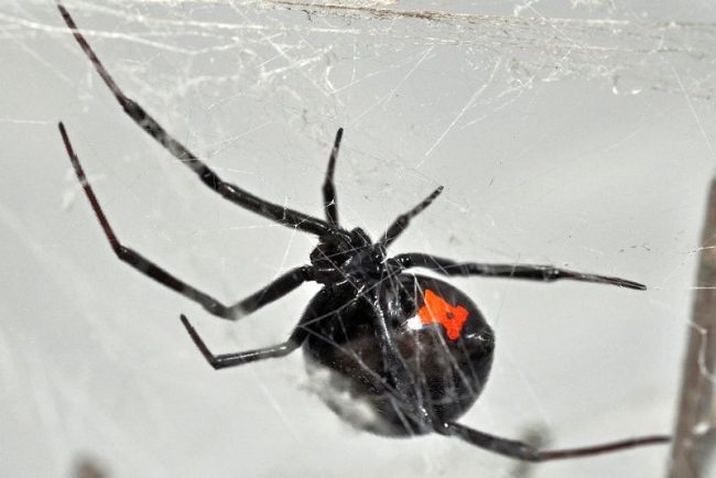 Black widows are single year-round except for the mating season. Young adults winter in buildings or in quiet places outdoors. In late spring, after long courtship, mating occurs. In some cases, the female kills her spouse and begins to lay eggs.