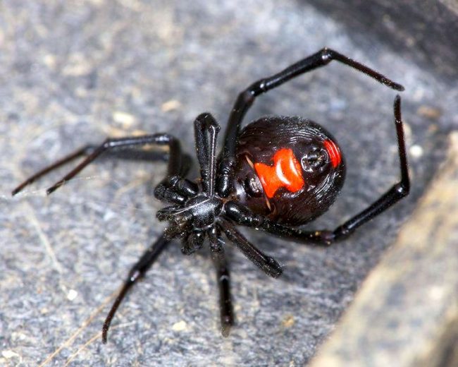 Older individuals die in the summer or fall after laying eggs. A new generation survives during the winter.