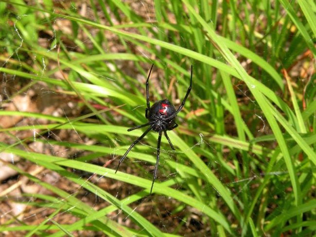 Specialists categorically do not recommend keeping a black widow at home and breeding non-professionals.