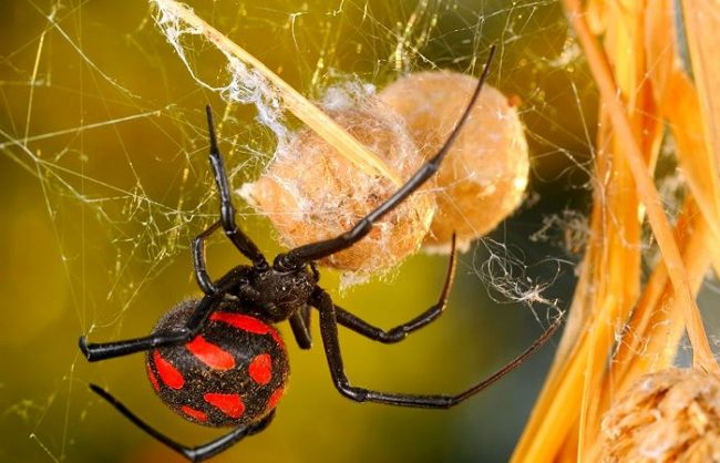 Surprisingly, not the snakes, but spiders are considered the most poisonous. And the most poisonous of the arthropod squad is the spider Karakurt