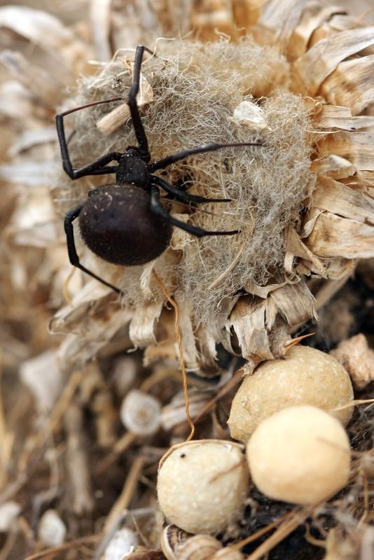 It’s difficult to notice a spider, because even its tenet Karakurt pulls not vertically, like other spiders, but horizontally, and thin strings are arranged randomly, and not as shown in cartoons - in a circle. If you accidentally touch the spider, it will perceive it as aggression from your  hand, attack and bite 