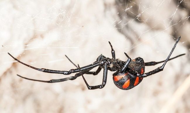 A karakurt spider lives (a photo taken in macro mode will show the animal on a pebble) mainly in the Crimea, in the south of Ukraine, in Kazakhstan, in the southern regions of Russia, Afghanistan, southern Europe, the Mediterranean, Central Asia and North Africa,  Astrakhan steppes 
