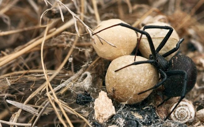 Spiders can be called aristocrats, because they have blue blood. This is due to the fact that they have hemocyanin in their blood, not hemoglobin, that is, copper is not responsible for the color of the blood.