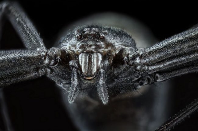 A spider karakurt can lay up to 1,300 eggs per year
