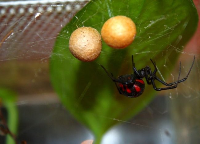 A karakurt spider cannot bite through human skin, only a spider can do it. Yes, and only spiders have glands with poison. Their chelicera are so sharp and strong that they pierce not only the skin, but even the nails. Females are especially dangerous during the mating season -  it's from July to the end of August 