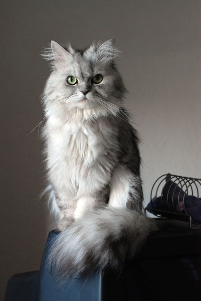 The trend for Persian cats was created by Queen Victoria, who had a dozen of them, and all were blue.