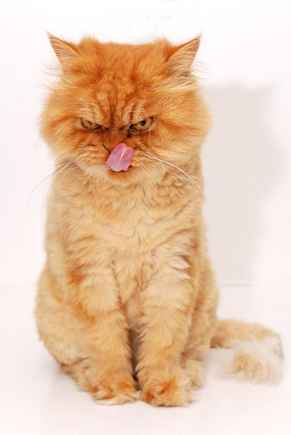 The Persian cat is easy to teach. The cats are clean, they can even be trained a little.