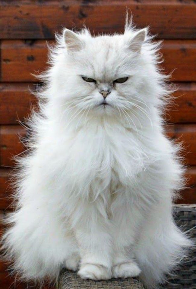 Persian cats, by virtue of selection selection, turned out to be the most domestic of all breeds. They are not adapted to street life.