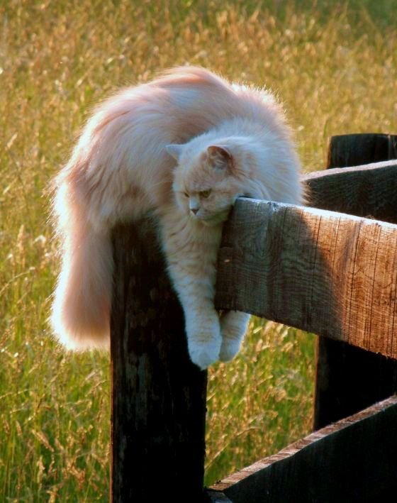 A Persian cat needs an individual, spacious place where it can stretch out full length or curl up in a ball.