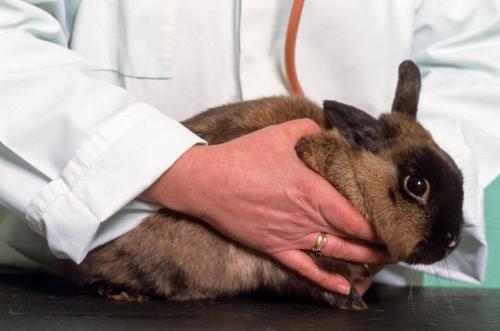 First aid to the rabbit before a visit to to the veterinarian