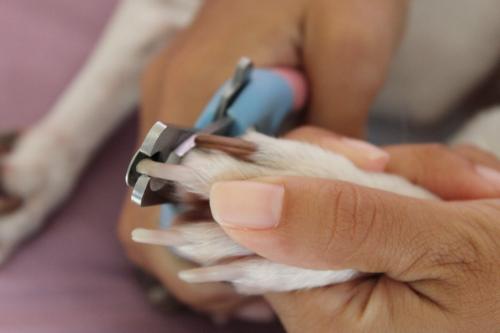 First aid to a dog that broke claw