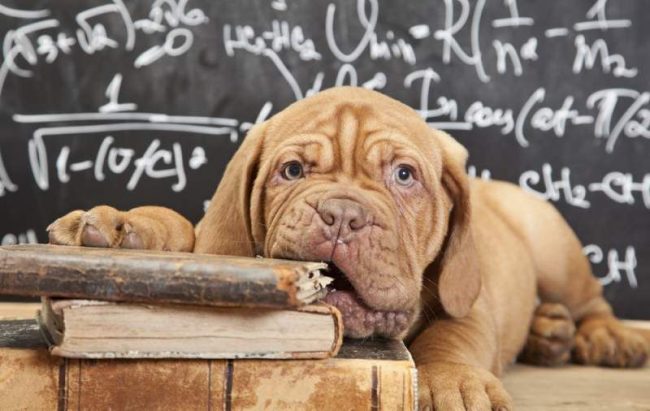 Before you gnaw at the granite of science, the puppy needs to be vaccinated