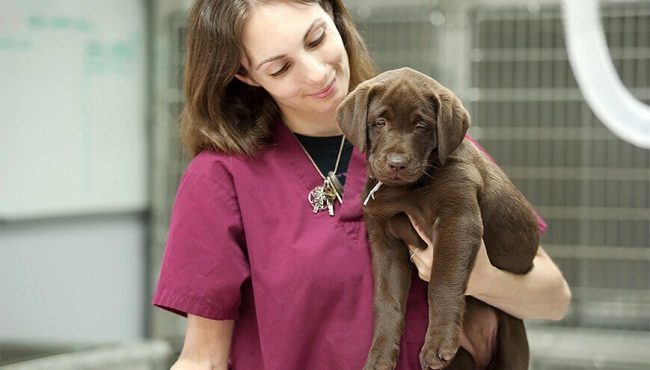 After the first vaccination, immunity is formed within 12 days. Before the expiration of the term, quarantine is needed. The puppy can be lethargic after vaccination, sometimes there is a fever, general weakness, diarrhea. Good nutrition is the minimum that a puppy requires at this time.