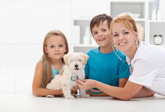 Vaccinations for puppies are needed in order to protect their body from disease