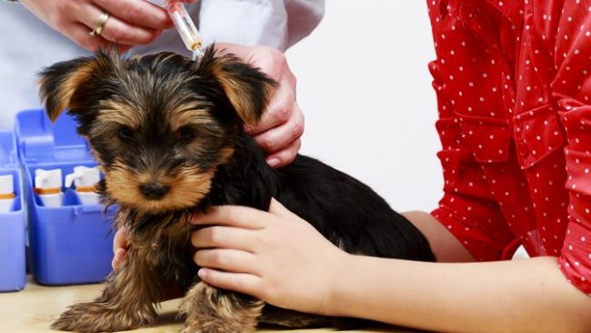 During the vaccination process, the puppy needs the support of the owner