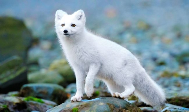 Arctic