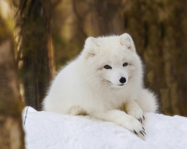 Arctic