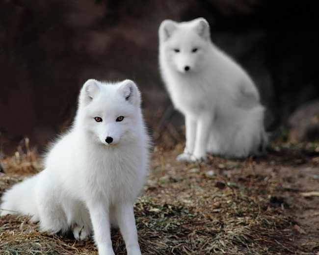 Arctic