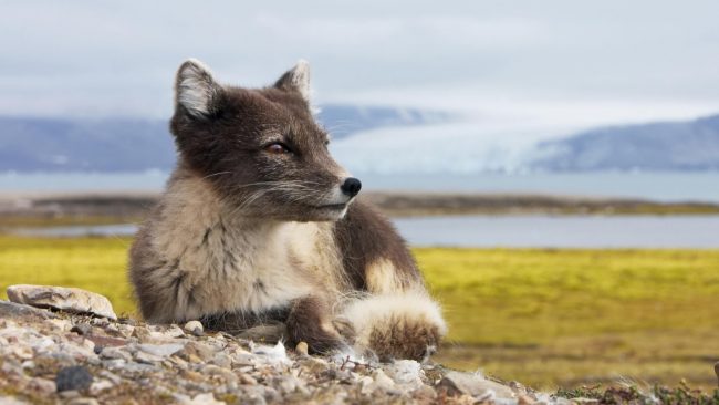 Arctic