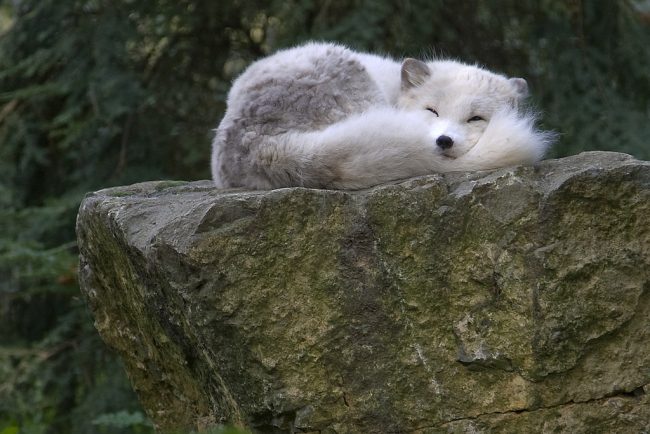 Arctic