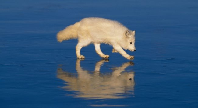 Arctic