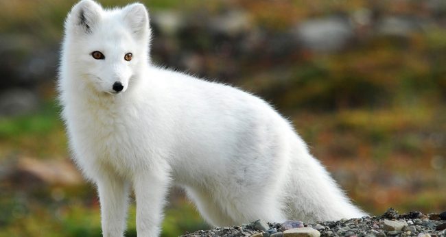 Arctic