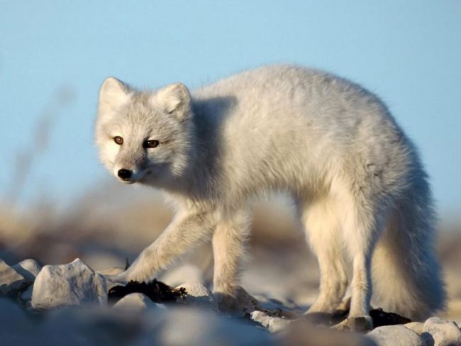 Arctic