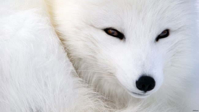 Arctic