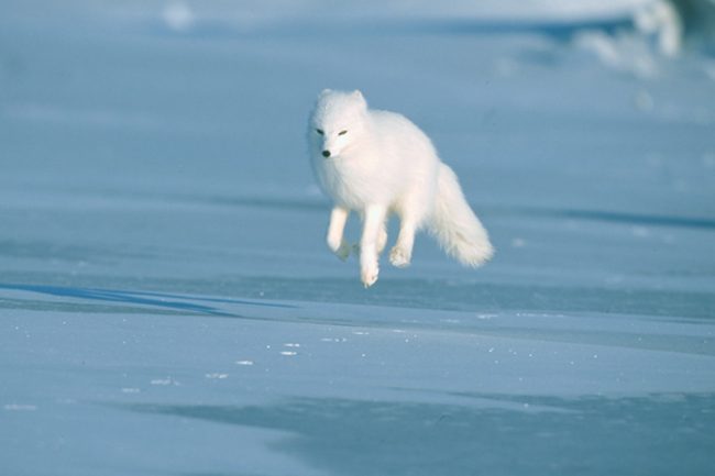 Arctic
