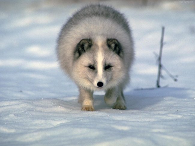 Arctic