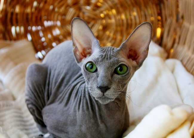 The graceful sphinx of Peterbald combines the subtle aesthetics of cat's grace, the delicacy of behavior and unlimited devotion to the owner