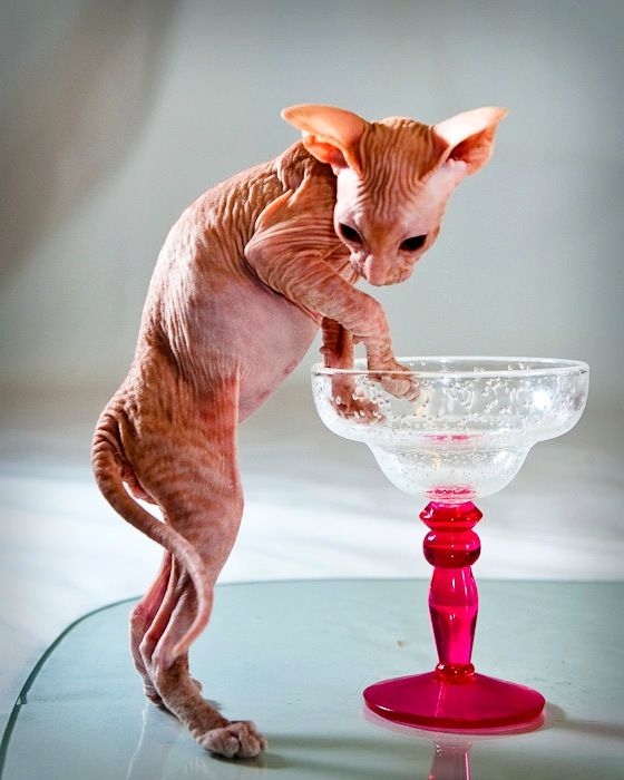 When buying a Peterbald, be prepared for some troubles. You will have to carefully monitor the temperature in the room, eliminate drafts and maintain +20 - 25 degrees, otherwise your pet will catch a cold and get sick