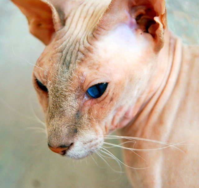 The breed of Peterbald is quite young. Work on its breeding was begun in 1994 by crossing the Don Sphynx and Oriental cat.