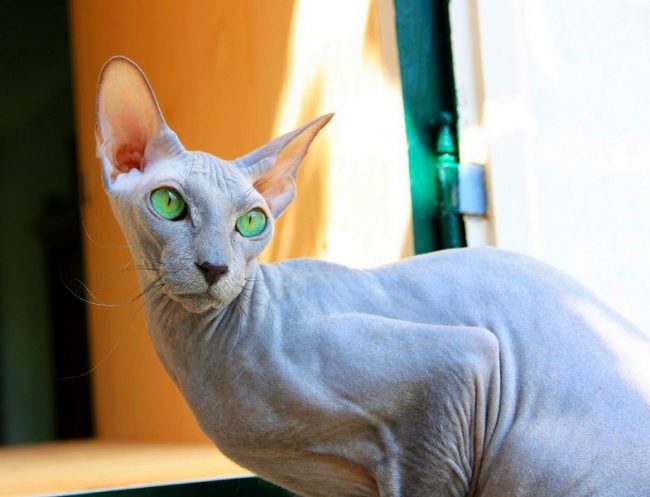 Outwardly similar to an elegant figurine, a peterbald is unusually talkative and will not just listen to you, he will certainly express his opinion, or maybe give a couple of practical advice, cat-like, of course.