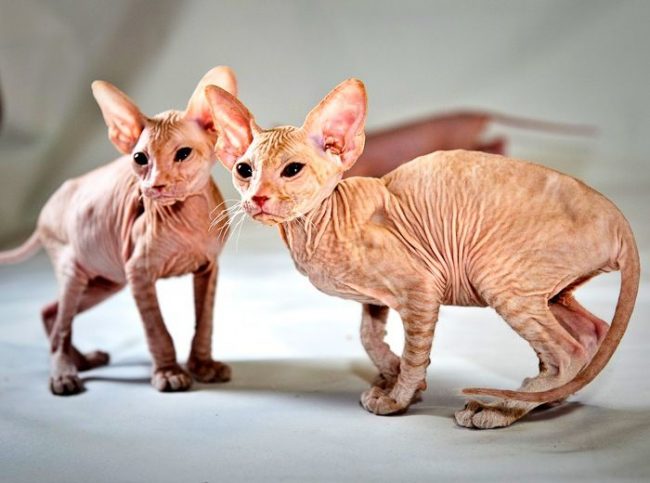 Naked kittens Peterbald