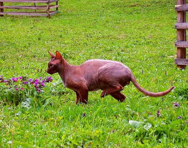 If you teach Peterbald to the street since childhood, then a walk will bring joy to both you and your pet