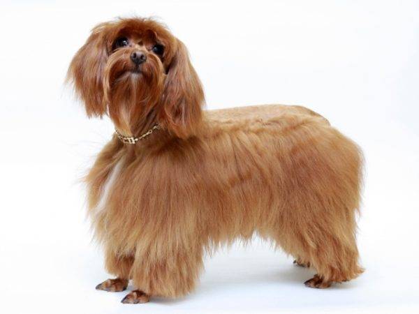 Petersburg Orchid breed description