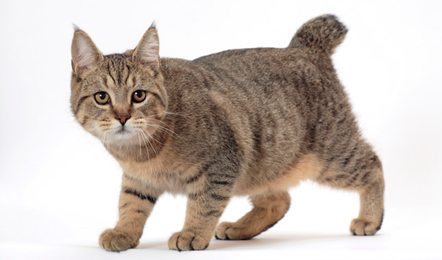 Pixibob - photo and description of the breed