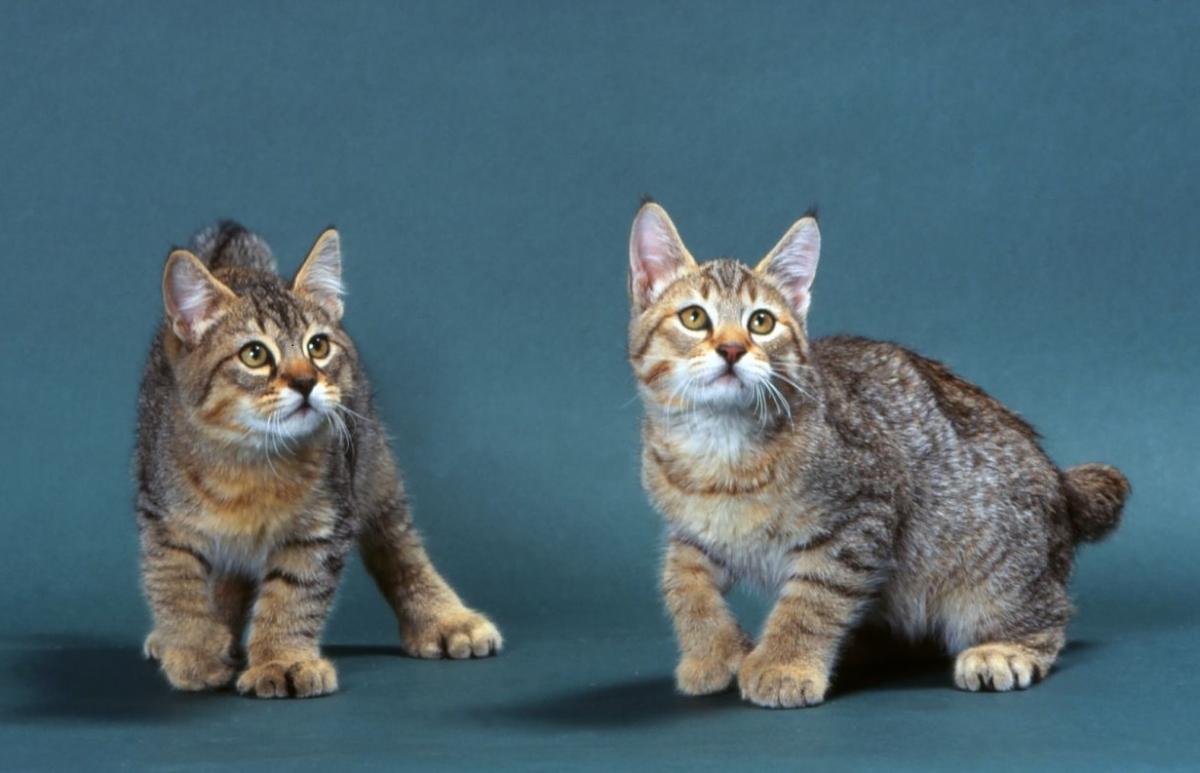 Pixibob - photo and description of the breed