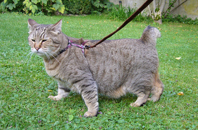 Pixibob - photo and description of the breed