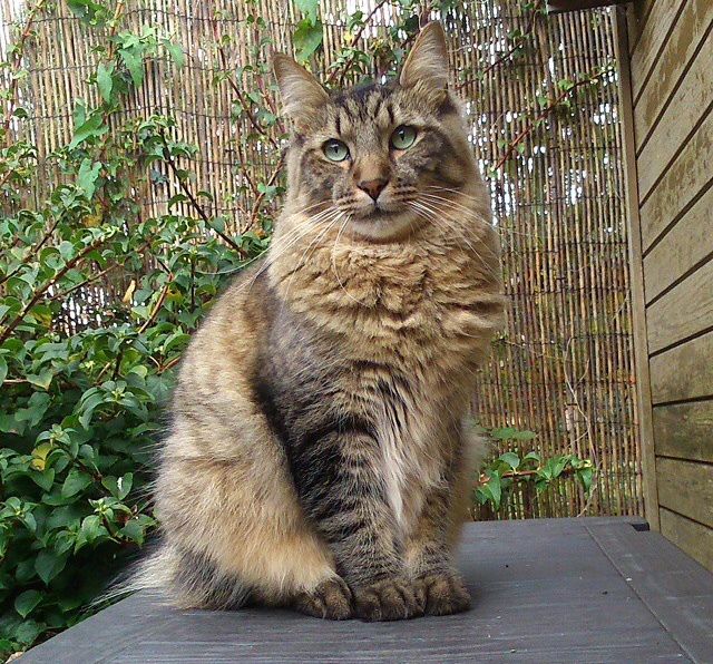 Pixibob - photo and description of the breed