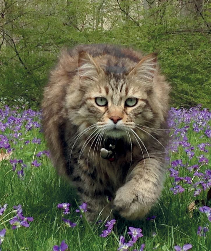 Pixibob - photo and description of the breed
